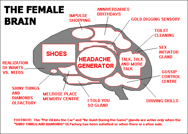 diagram of a brain - female