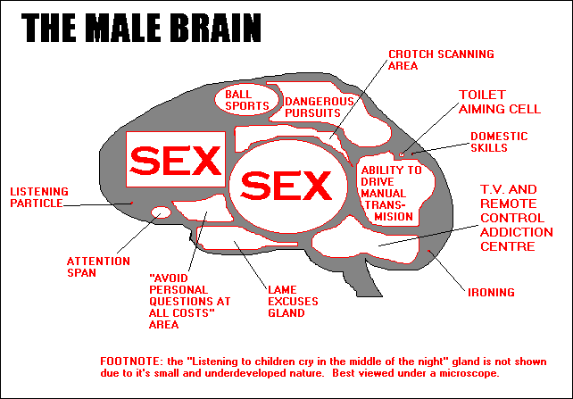 diagram of a brain - male